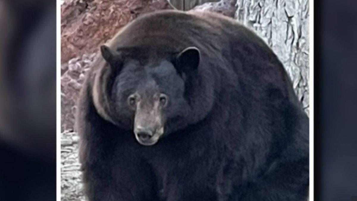 21 evi alt üst dev ayı yakalandı