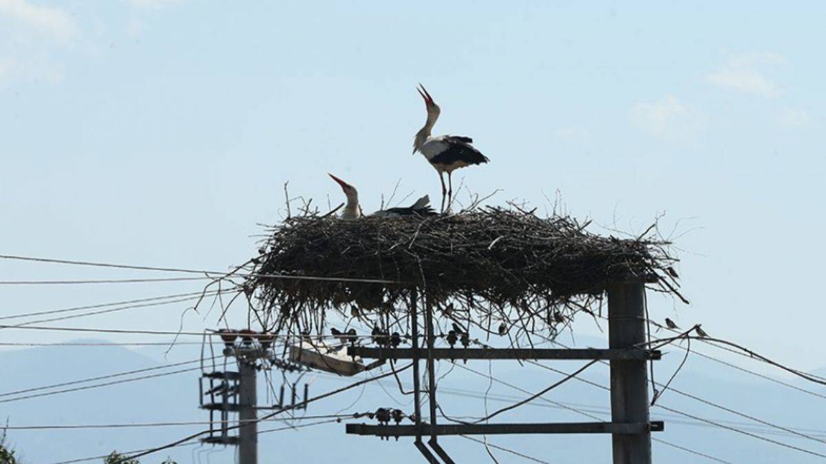 Kocaeli'de leylekler göçüyor diye elektrikler kesildi