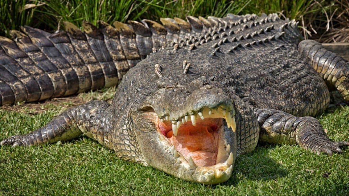 Askerlere timsah saldırdı, Savunma Bakanlığı sorumlu tutuldu