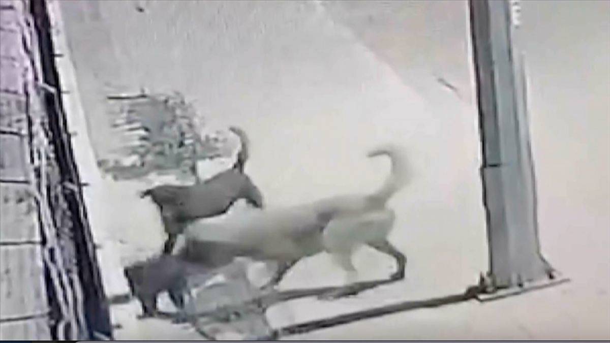 2 başıboş köpek yavrulu ev kedisini öldürdü