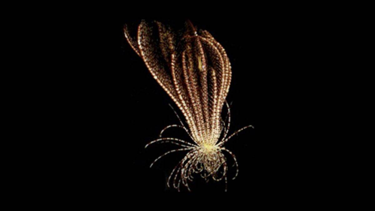 Antarktika'da 20 kollu deniz canlısı keşfedildi