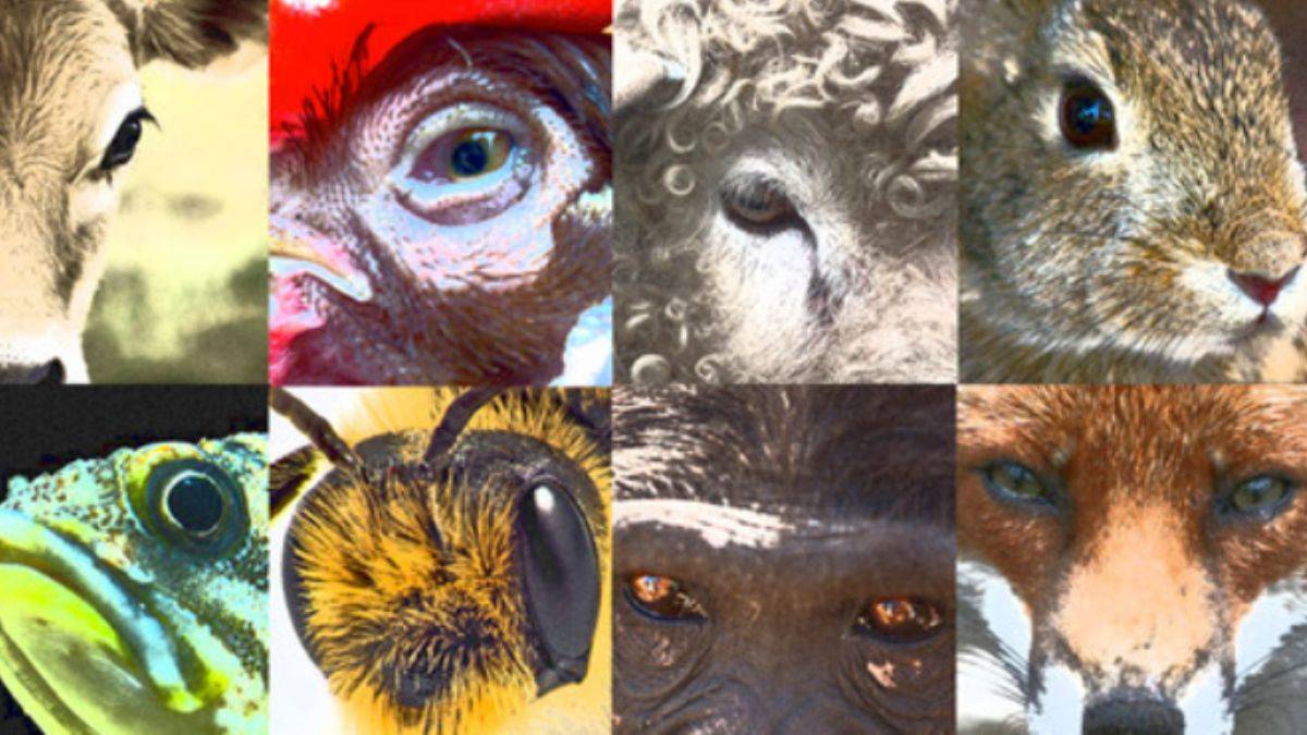 'Eğer bir sürü canlıları öldürmek istiyorsanız vegan olun'