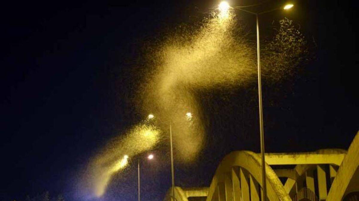 Sakarya'da milyonlarca kelebeğin ölüm dansı