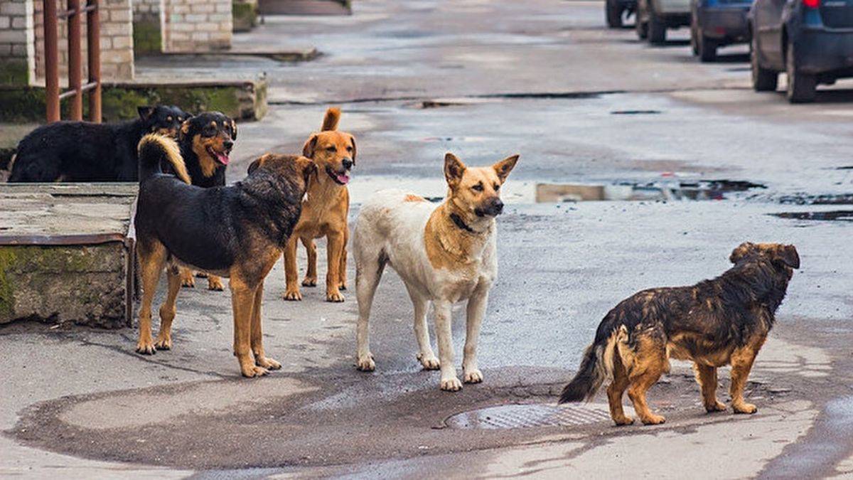Köpekler saldırdı, Valilik ve belediyeye açtığı davadan tazminat kazandı