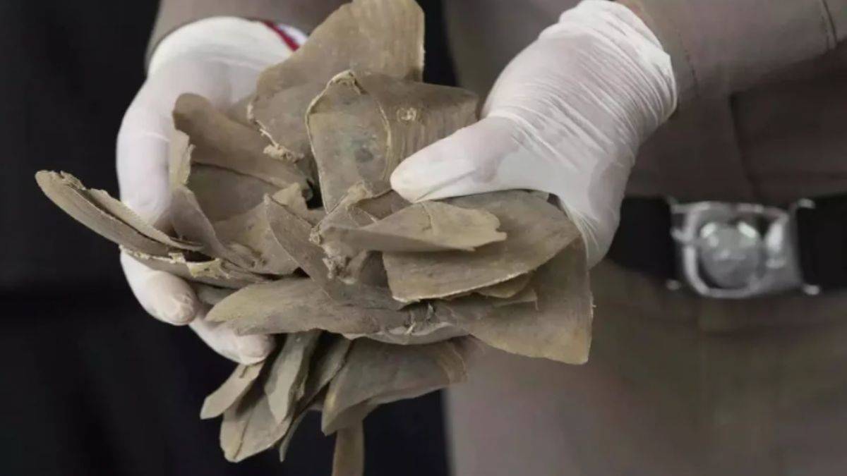 Milyon dolarlık pangolin pulu ele geçirildi; Çin'de tıpta kullanılıyor