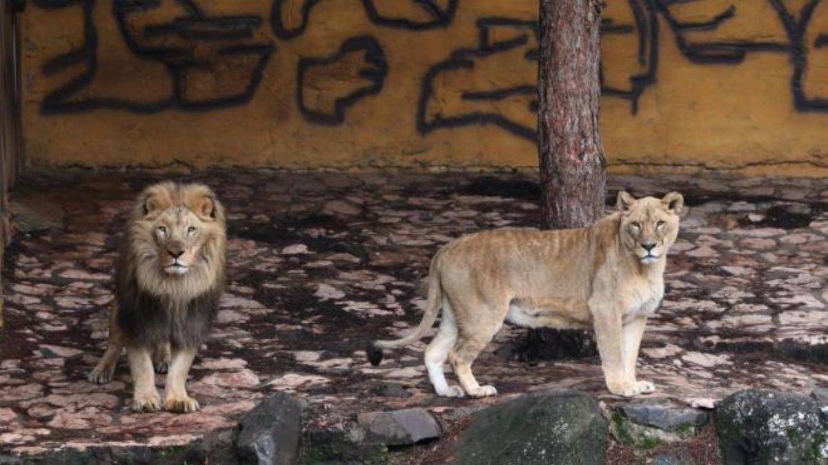 Erdoğan'ın erkek aslan ve fil esprisi