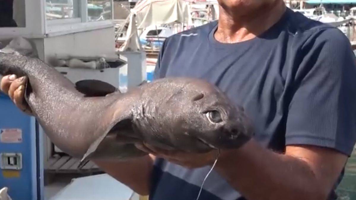 Akdeniz'de hiç görülmemiş 'Ninja' balığı yakaladı