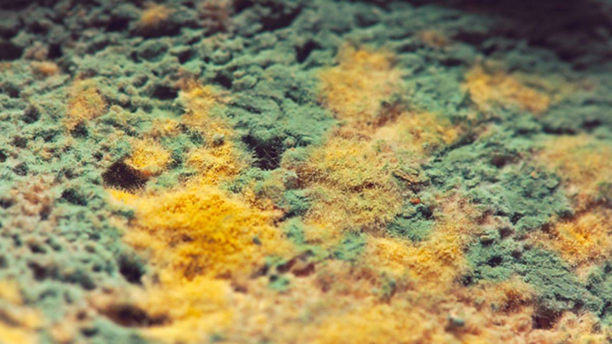 Fıstık ezmesindeki zehirli madde