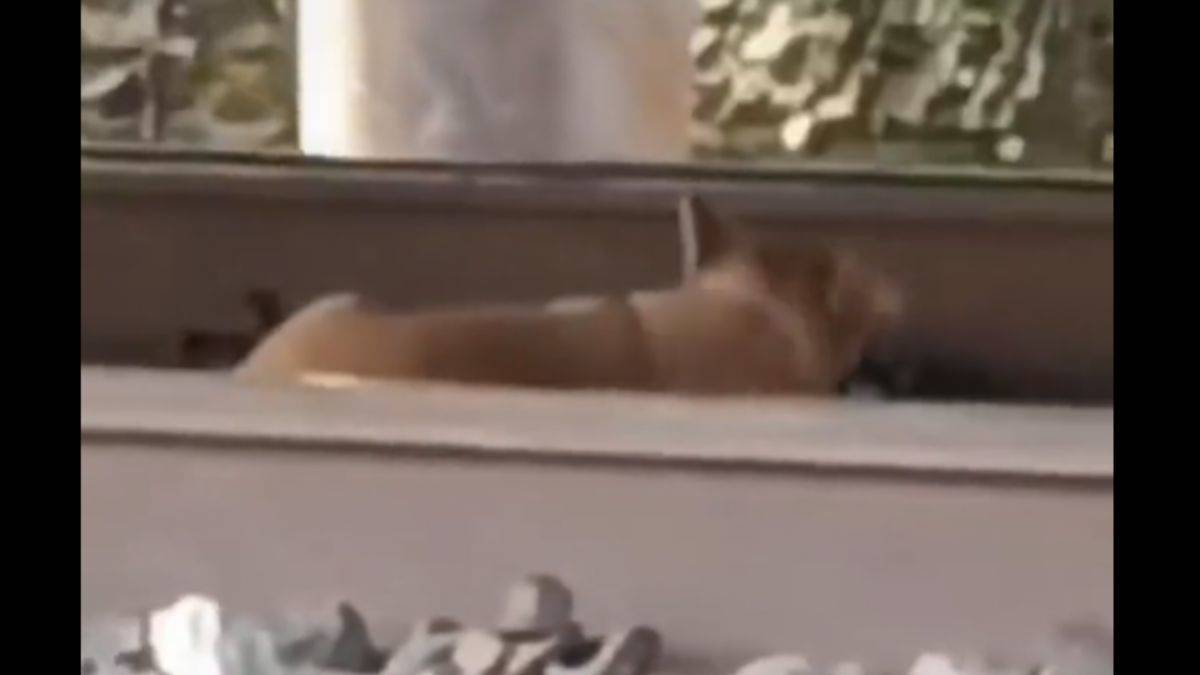 İki rayın arasına yatarak ezilmekten kurtuldu