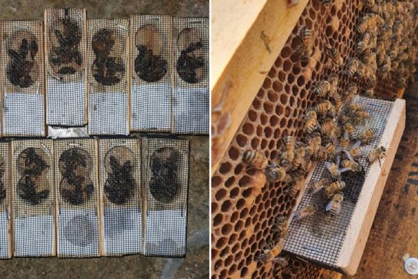 TİKA'dan Fırat Kalkanı Harekatı bölgesine destek