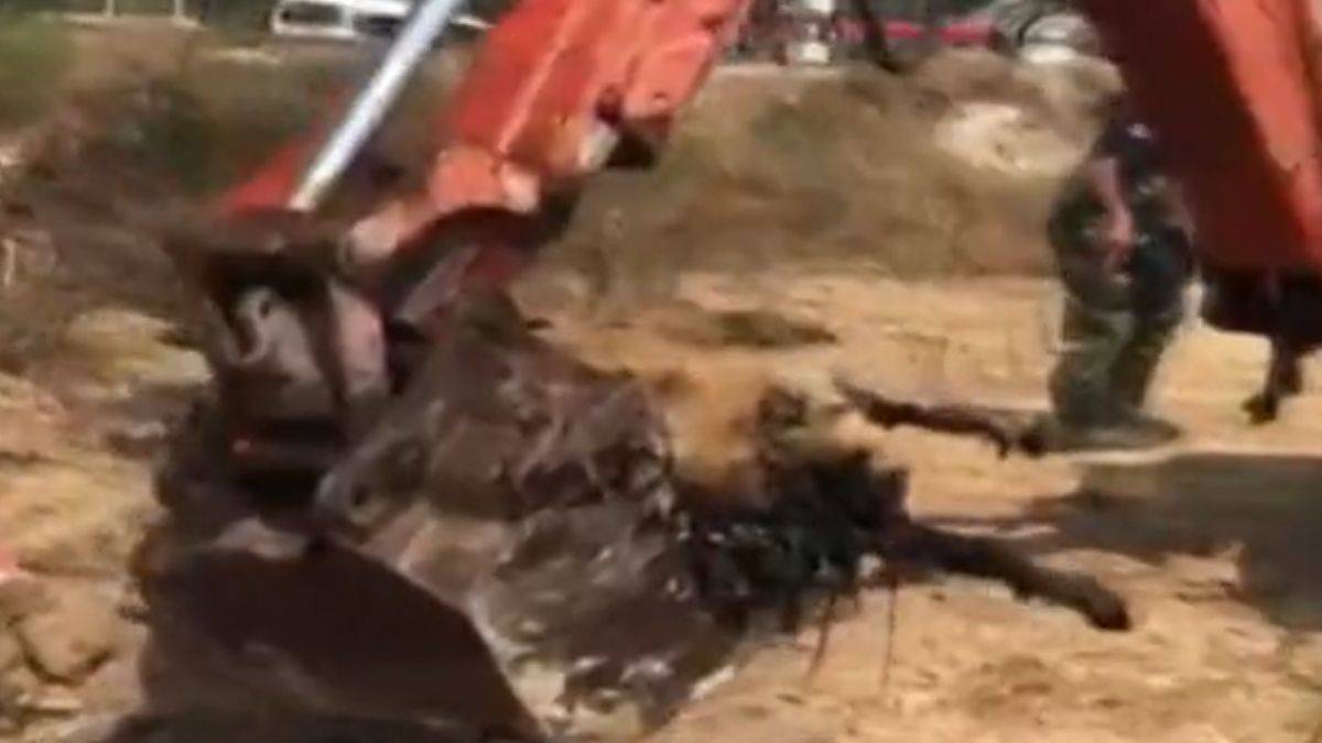 Zifte saplanan koyun kepçeyle kurtarıldı