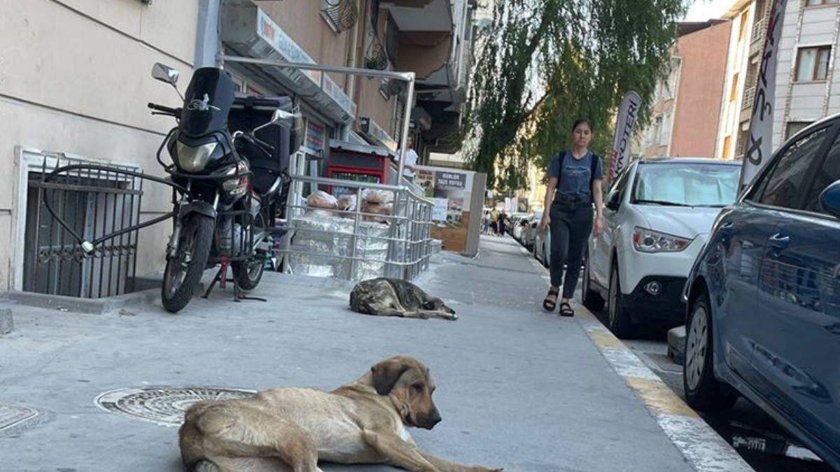 Esenyurt'ta başıboş köpek istilası!