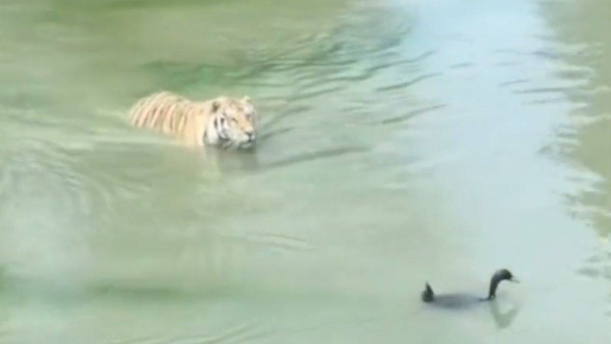 'Usta avcı'nın şaşkınlığı gülümsetti