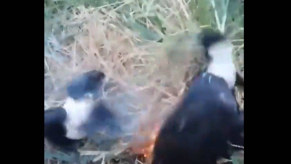 Yangın söndüren kargalar