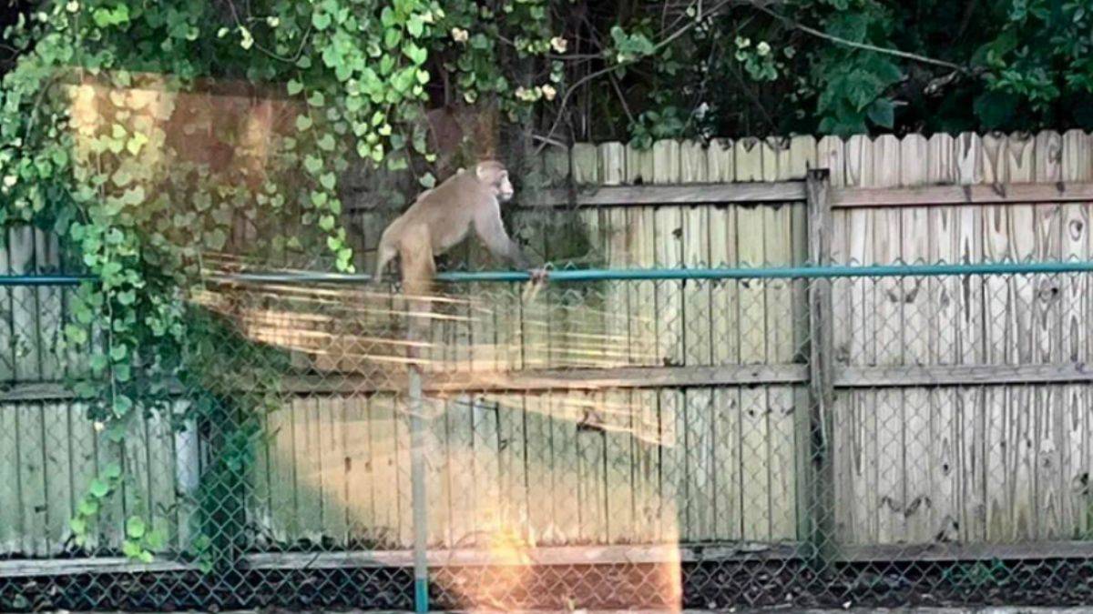 'Maymunlar cehennemi' gerçek oldu! 'Beslemeyin, sevmeyin' uyarısı