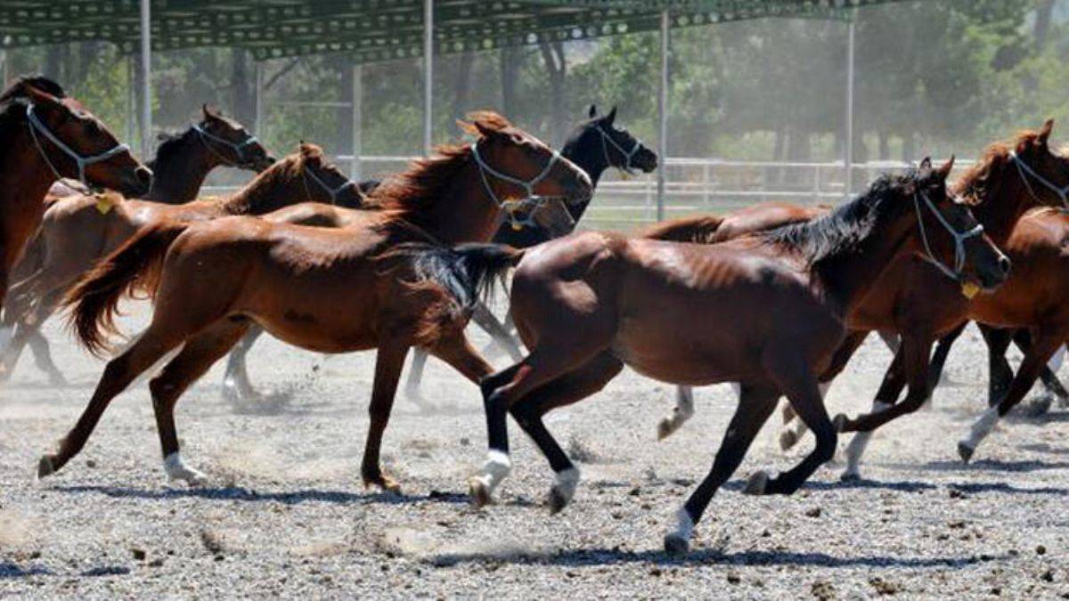 Türkiye'de yetiştirilen milyonluk Arap atları