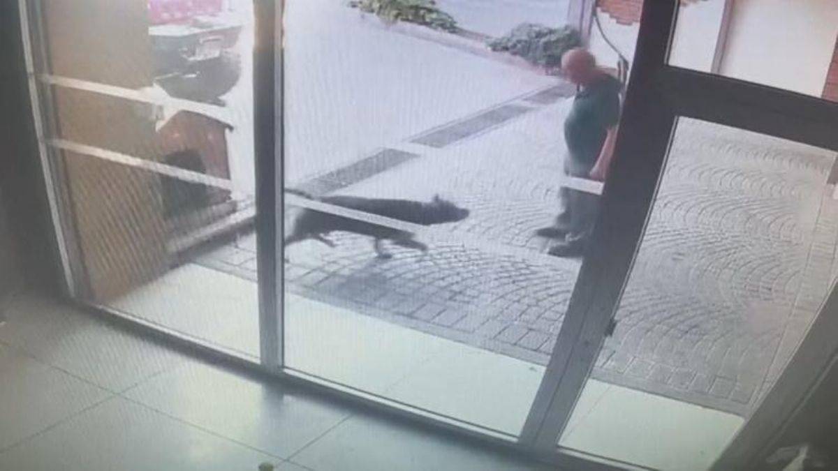 Pitbull cinsi köpeğin sahipleri yakalandı