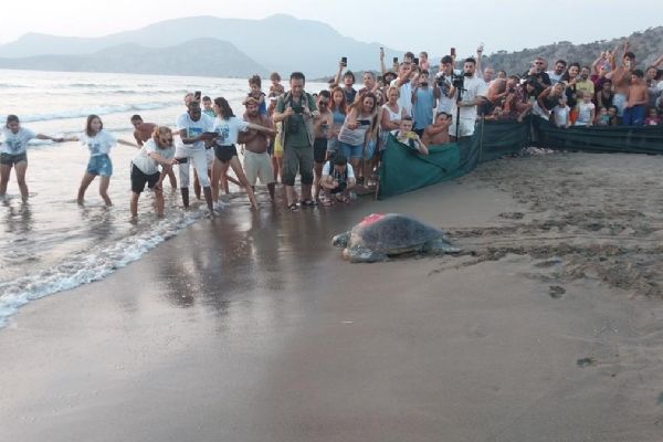 Caretta carettalar doğal yaşamalarına kavuştu