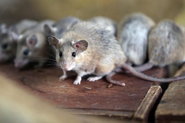 İtalya'nın başkenti Roma'da fare alarmı