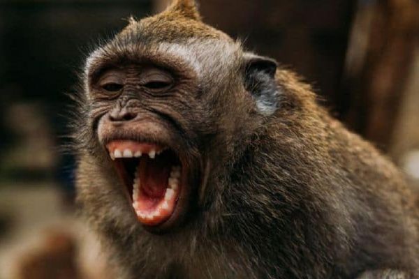 Korkunç olay: Maymun bebeği çatıdan attı!