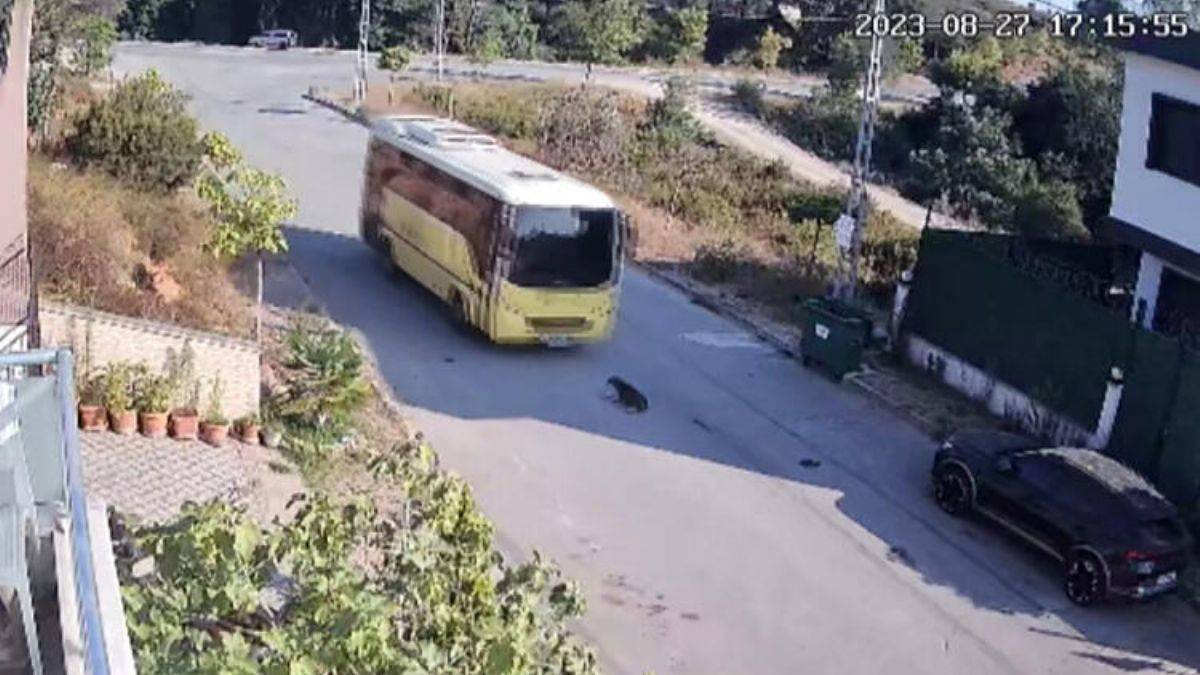 İETT otobüsü köpeği ezdi, şoför kaçtı
