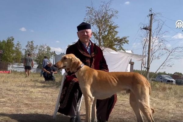 Nesli tükenen tazı ve töbet