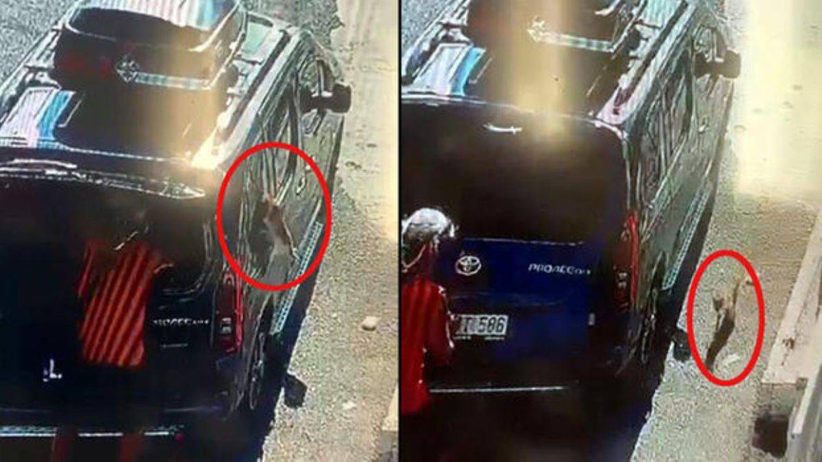 Kedi, aracın camını kafasıyla kırıp kaçtı