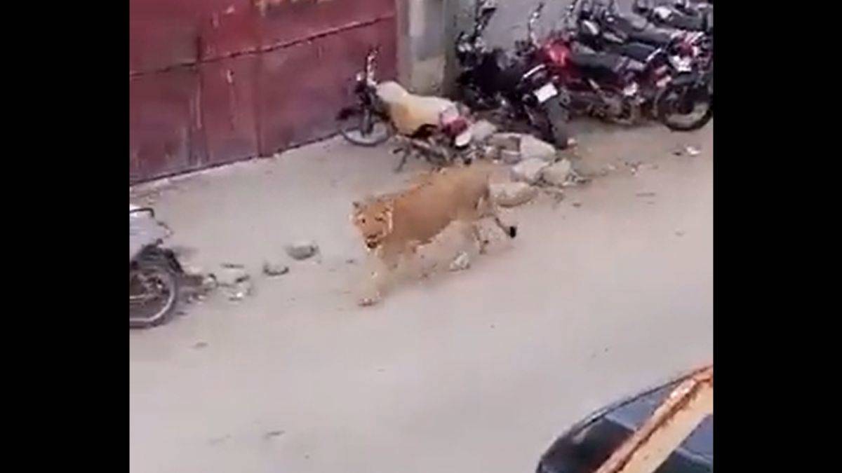 Pakistan sokaklarında aslan paniği