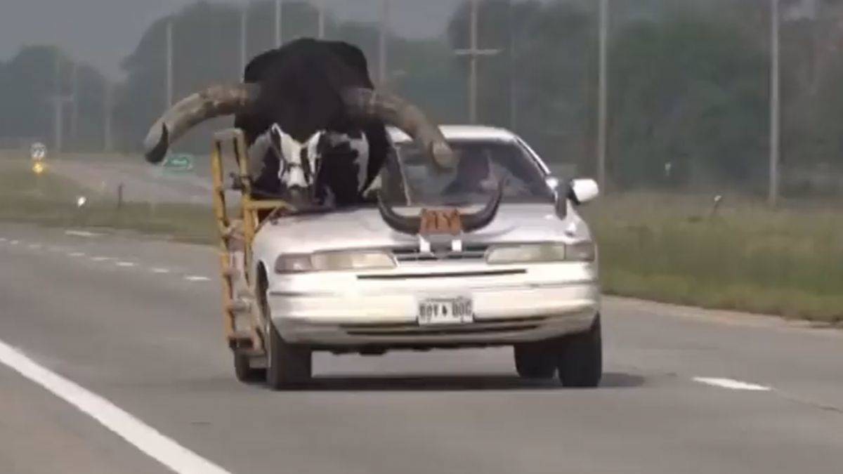 Ön koltukta dev boynuzlu boğa yakalandı