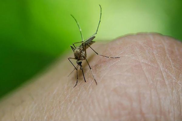 Bangladeş'te dang hummasından ölenlerin sayısı 618'e yükseldi