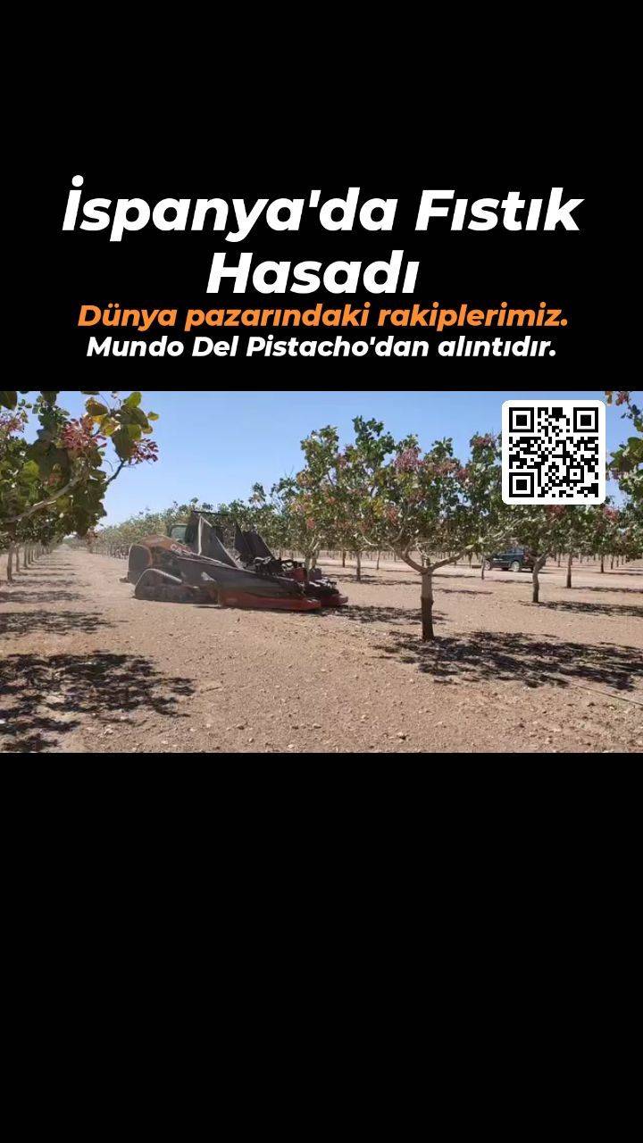 İspanya'da fıstık hasadı