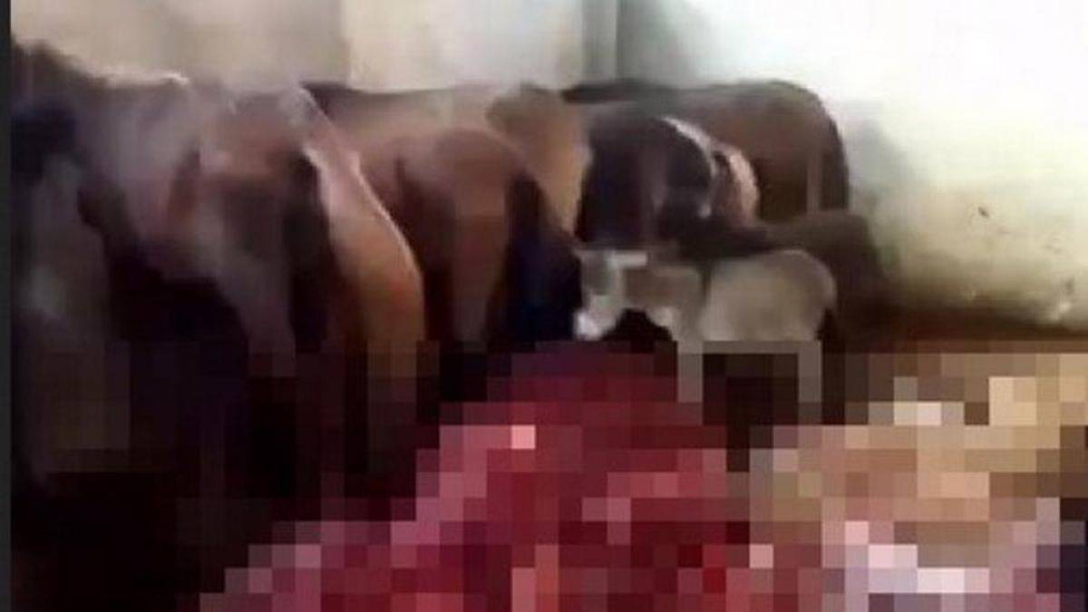 Adana'da 12'si kesilmiş eşek ve atlar ele geçirildi