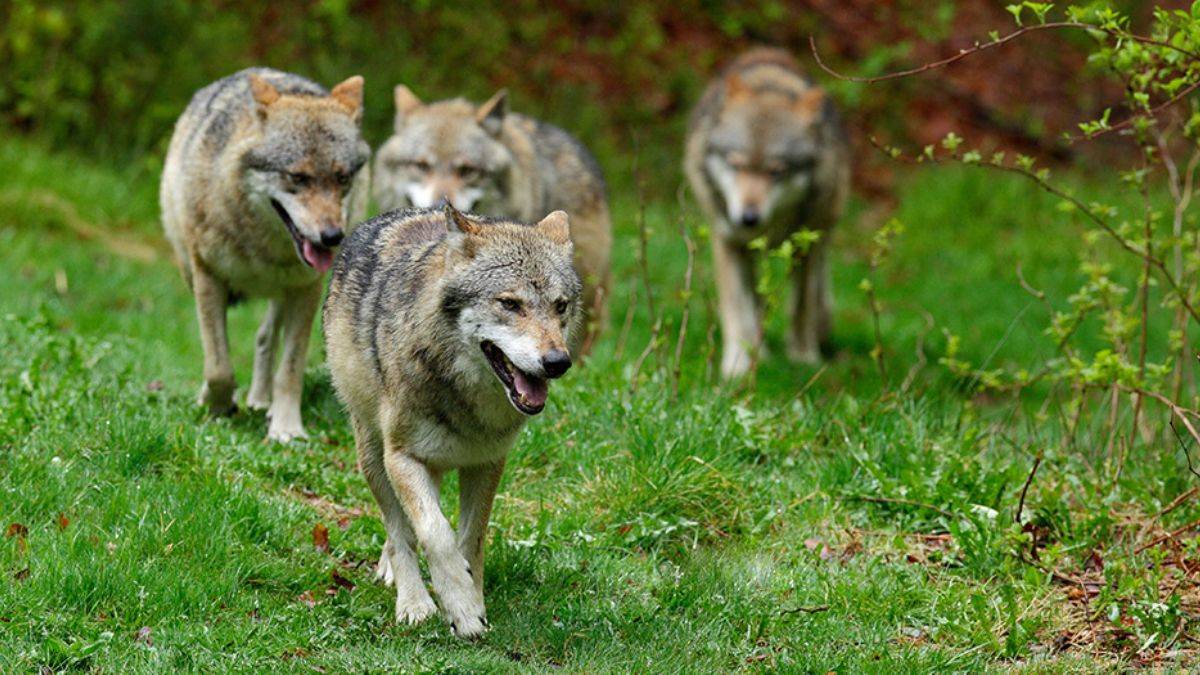 Avrupa'da kurt sürüsü korkusu