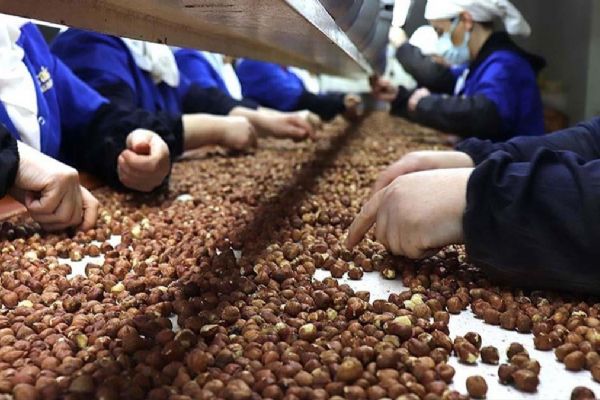 Türkiye bu sezon fındıktan 1 milyar 795 milyon dolar gelir elde etti