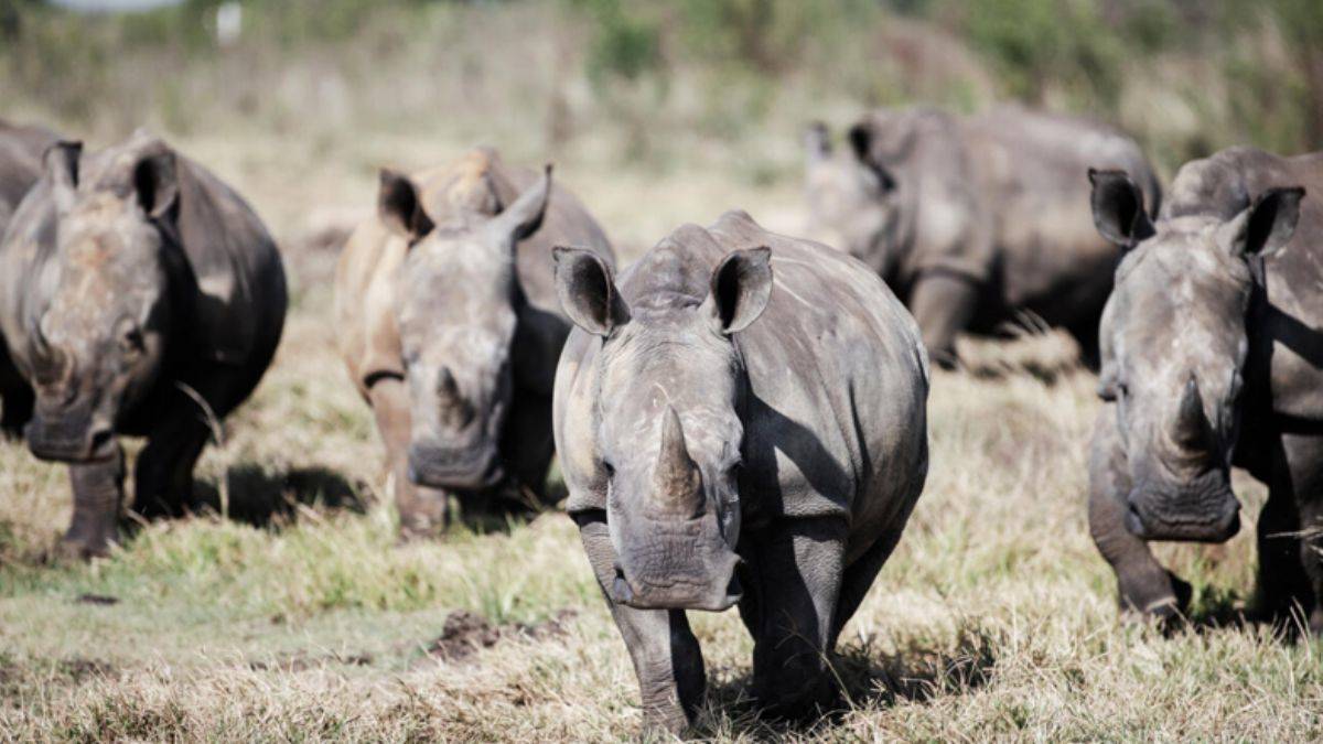 2 bin gergedanı doğaya salacaklar