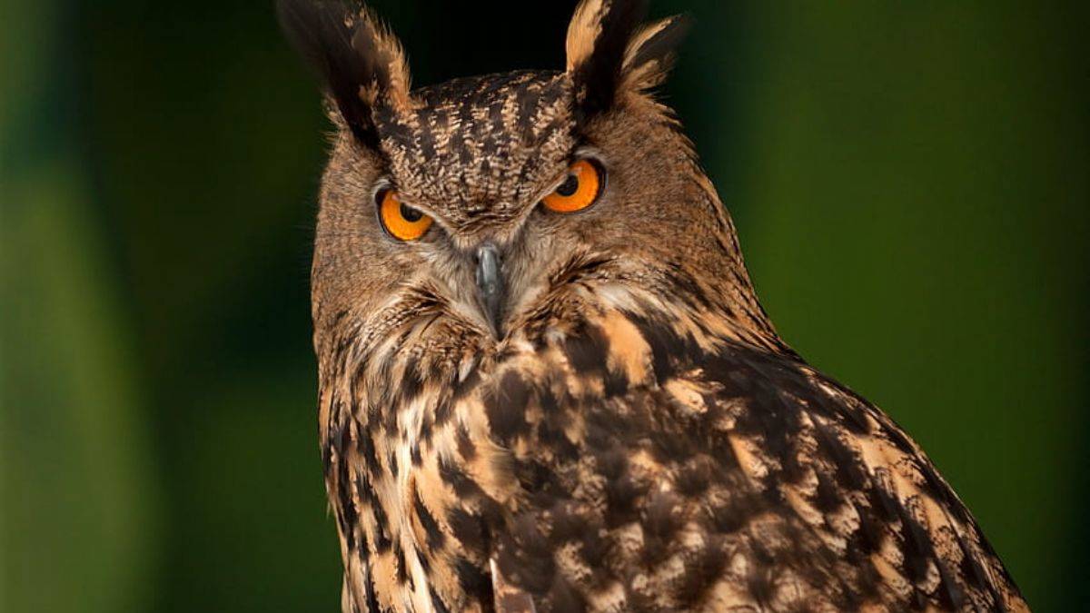Fotoğrafçıya 'huzur bozma' cezası