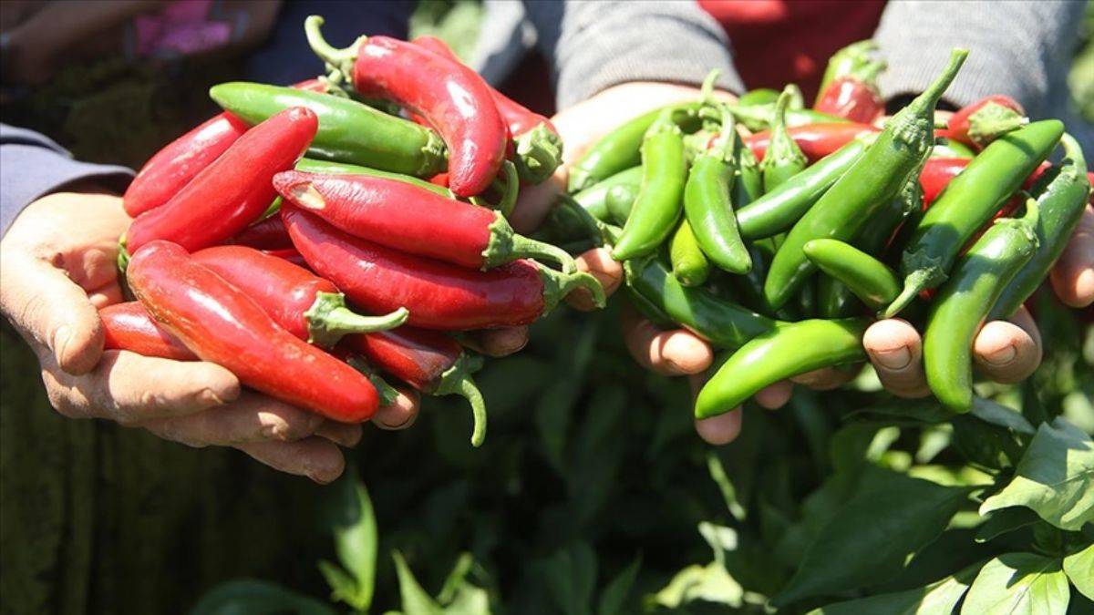 'Burada yetişmez' dediler, 10 mislini yetiştirdi