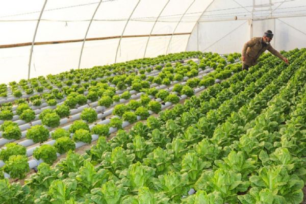 Kocaeli Gebze'deki seralar 2 bin kişiye istihdam sağlıyor