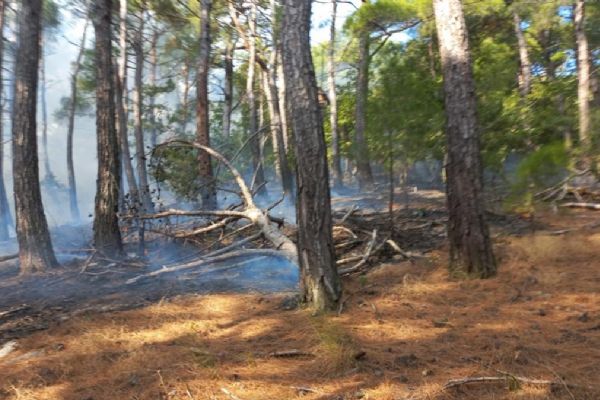 Kazdağları'nda ormanlık alanda örtü yangını