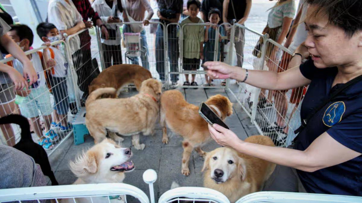 Bir çocuk yapana bir köpek hediye