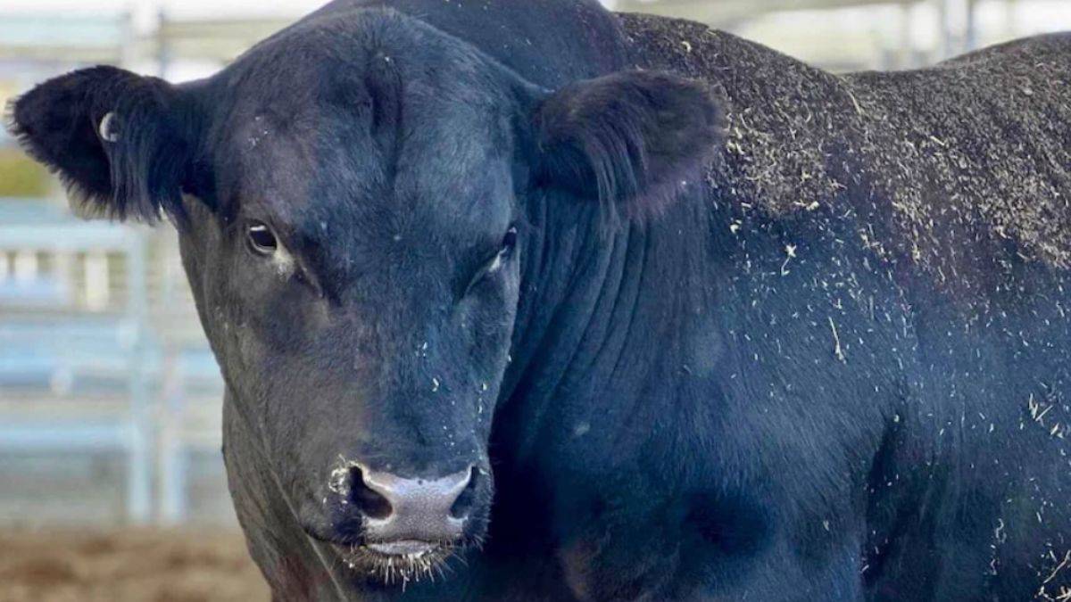 Rekor fiyata satılan boğa herkesi şaşırttı