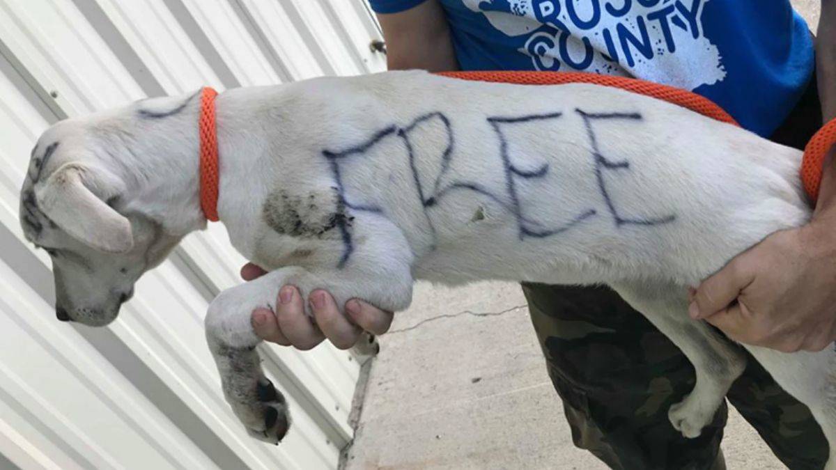 Fransız hayvan sahipleri binlerce kedi ve köpeği terk etti