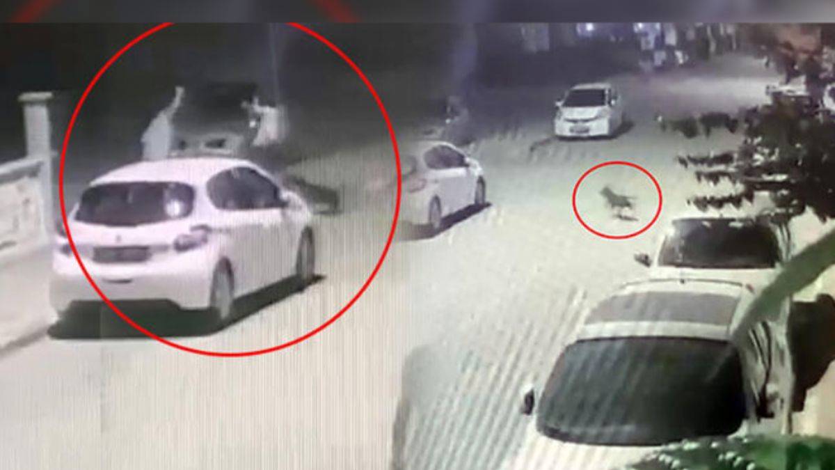 Sahipsiz Pitbull saldırdı, belediye yardım etmedi