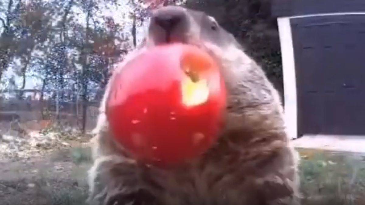 Çaldığı ürünleri 4 yıldır kamera önünde yiyor