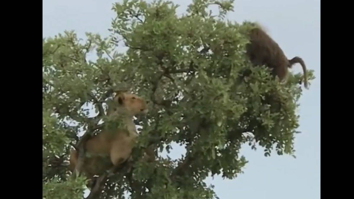 Aslanın imkansız avı