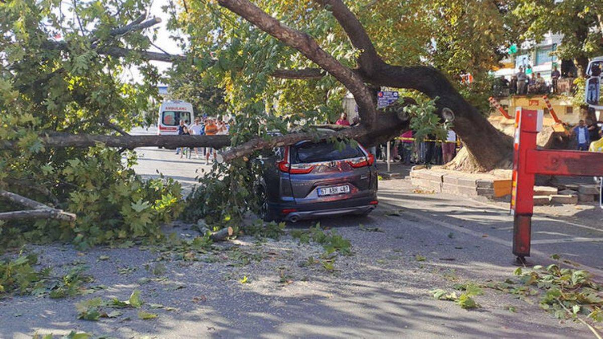 150 yıllık çınar cipin üzerine devrildi
