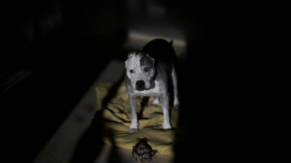 İspanya'da sahipsiz köpek yok