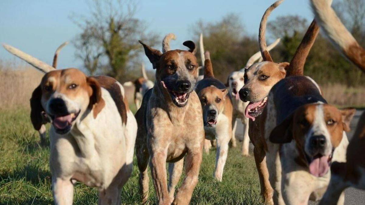 Fransa'da her yıl 100 bin başıboş hayvan toplanıyor