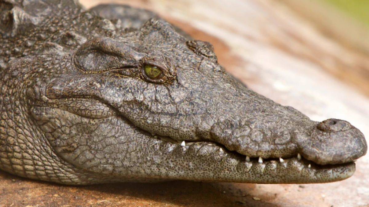 Çin'deki selde 70'ten fazla timsah serbest dolaşıyor