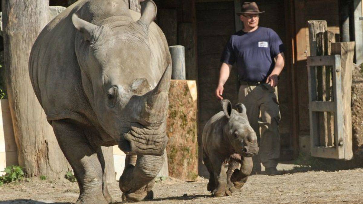 Gergedan bakıcısını öldürdü